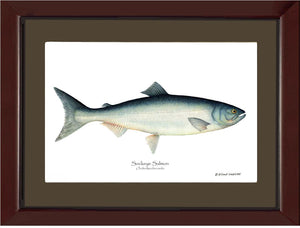 Sockeye Salmon Onchorhynchus nerka