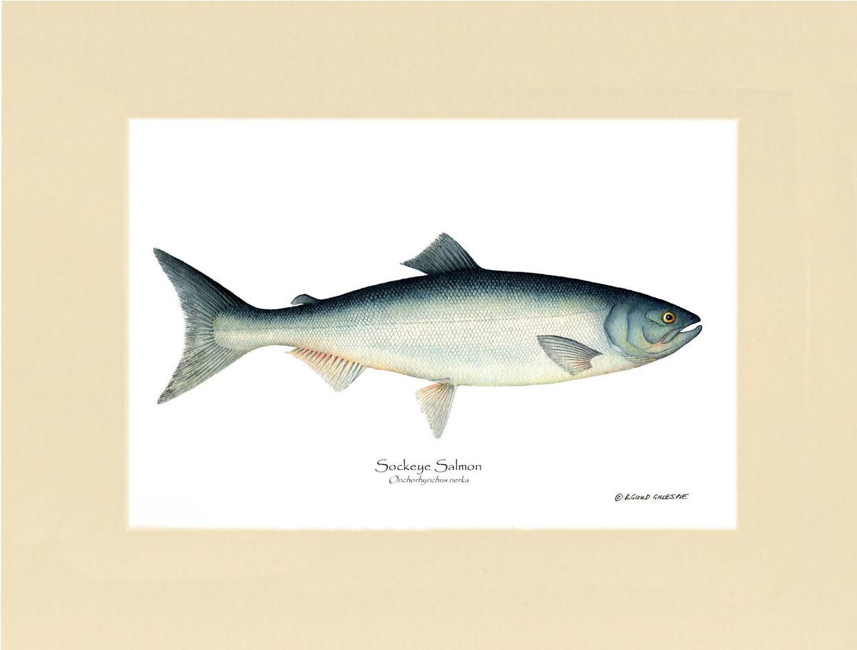 Sockeye Salmon Onchorhynchus nerka | Wall Art Fish Print