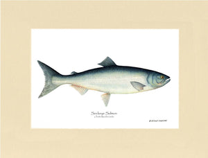 Sockeye Salmon Onchorhynchus nerka