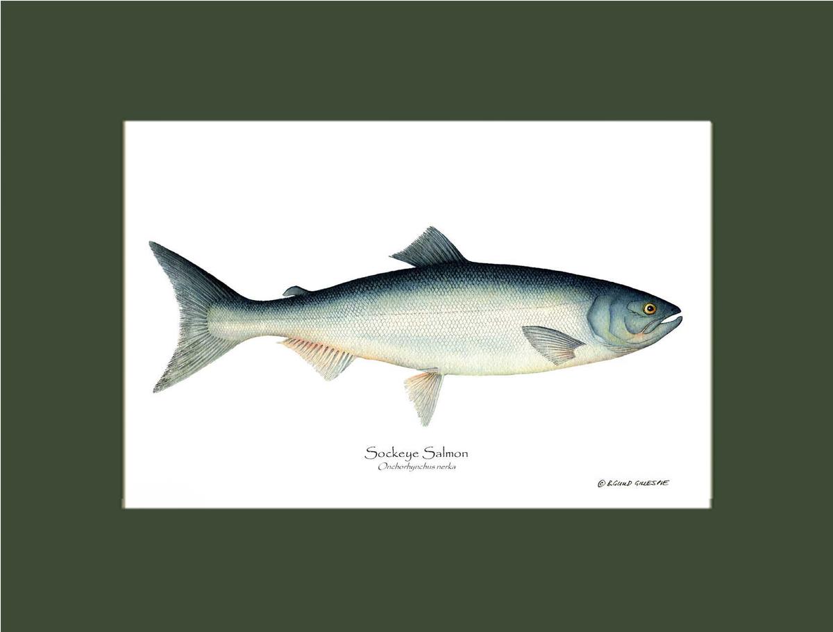 Sockeye Salmon Onchorhynchus nerka | Wall Art Fish Print