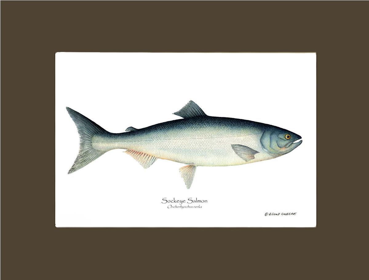 Sockeye Salmon Onchorhynchus nerka | Wall Art Fish Print