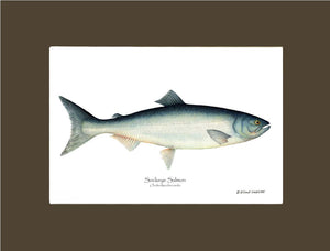 Sockeye Salmon Onchorhynchus nerka