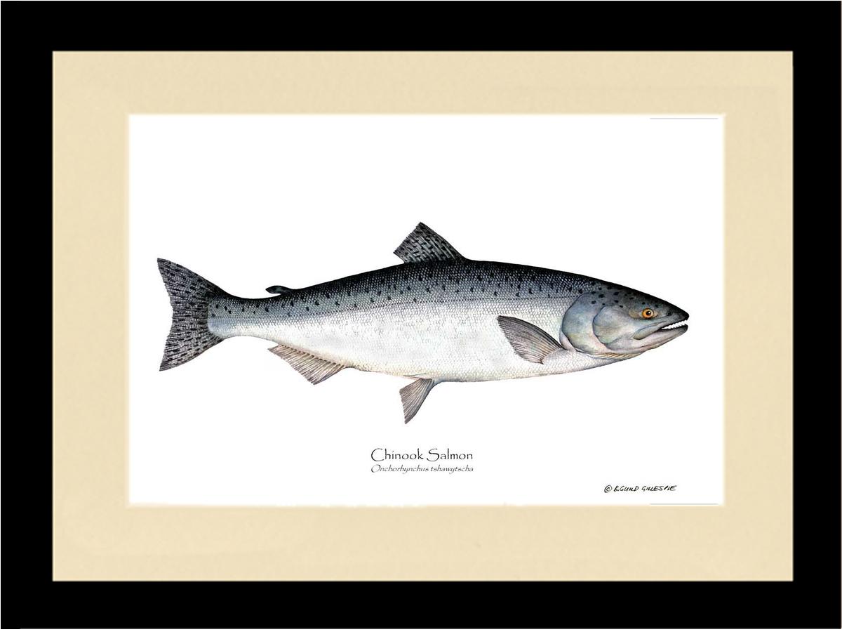 Chinook Salmon Onchorhynchus tshawytscha | Wall Art Fish Print