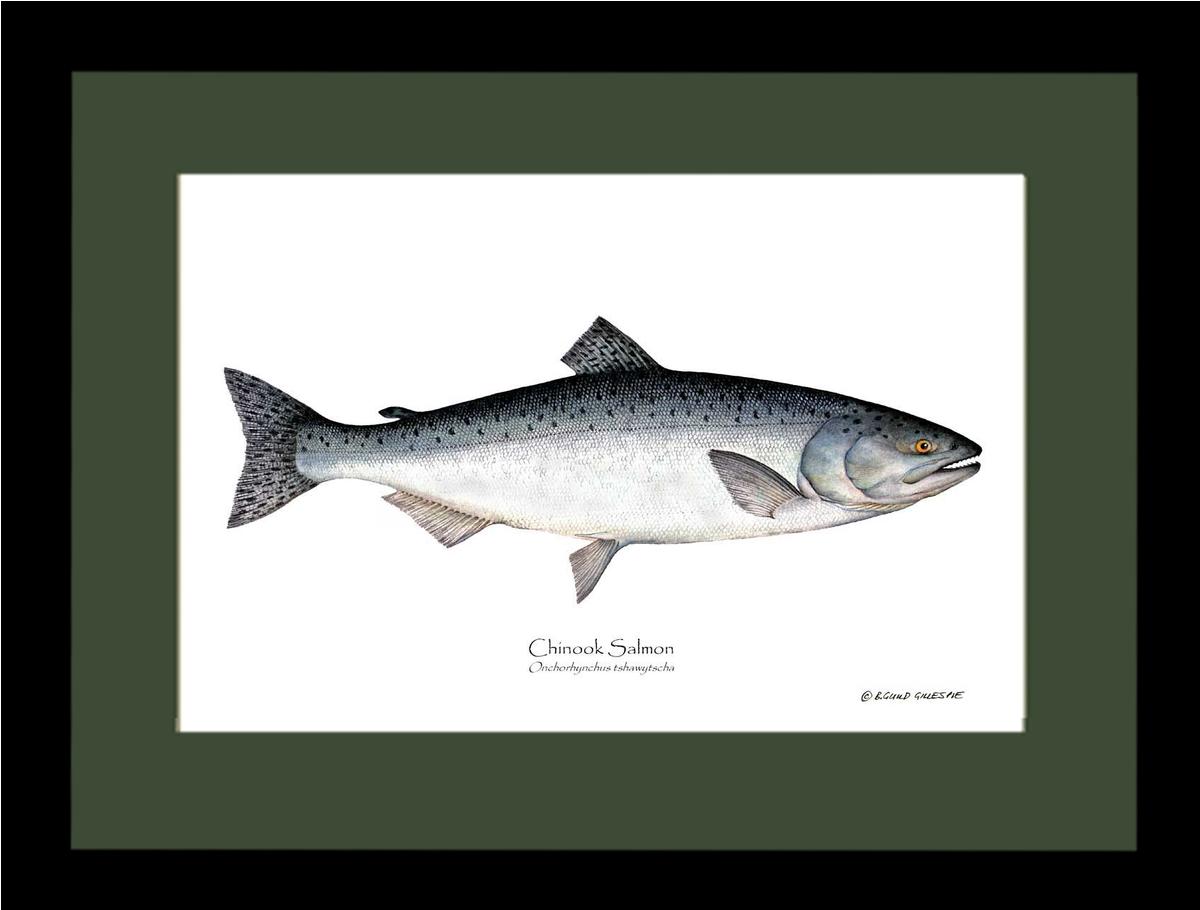 Chinook Salmon Onchorhynchus tshawytscha | Wall Art Fish Print