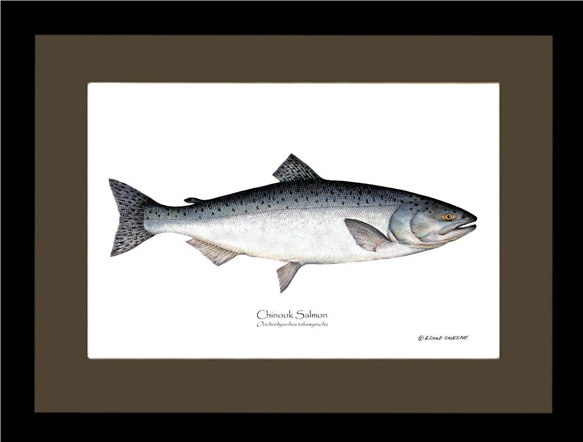 Chinook Salmon Onchorhynchus tshawytscha | Wall Art Fish Print