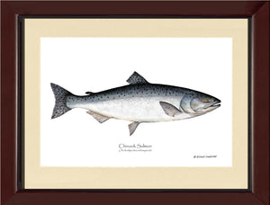 Chinook Salmon Onchorhynchus tshawytscha