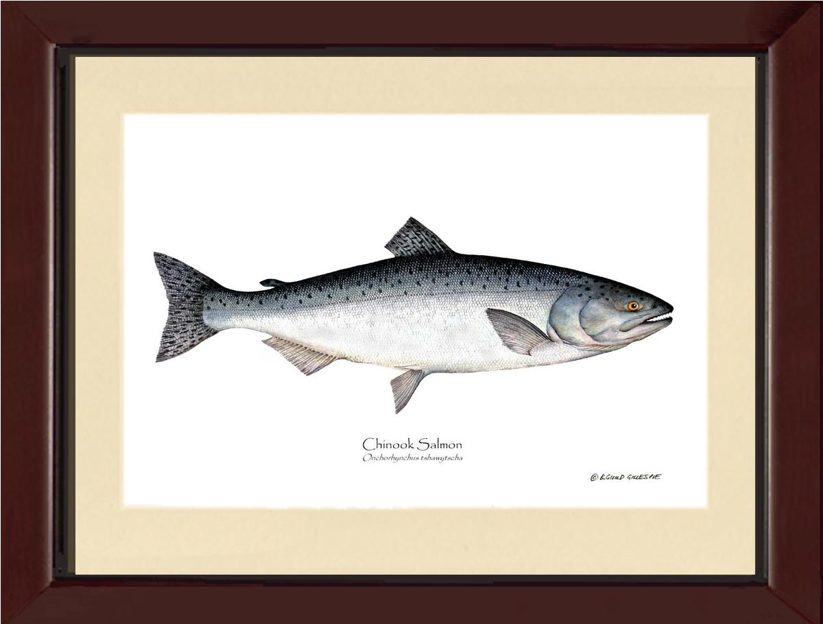 Chinook Salmon Onchorhynchus tshawytscha | Wall Art Fish Print