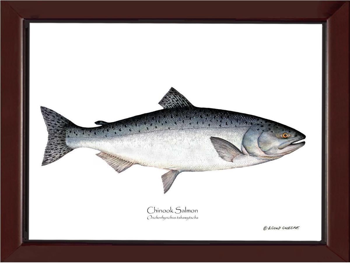 Chinook Salmon Onchorhynchus tshawytscha | Wall Art Fish Print