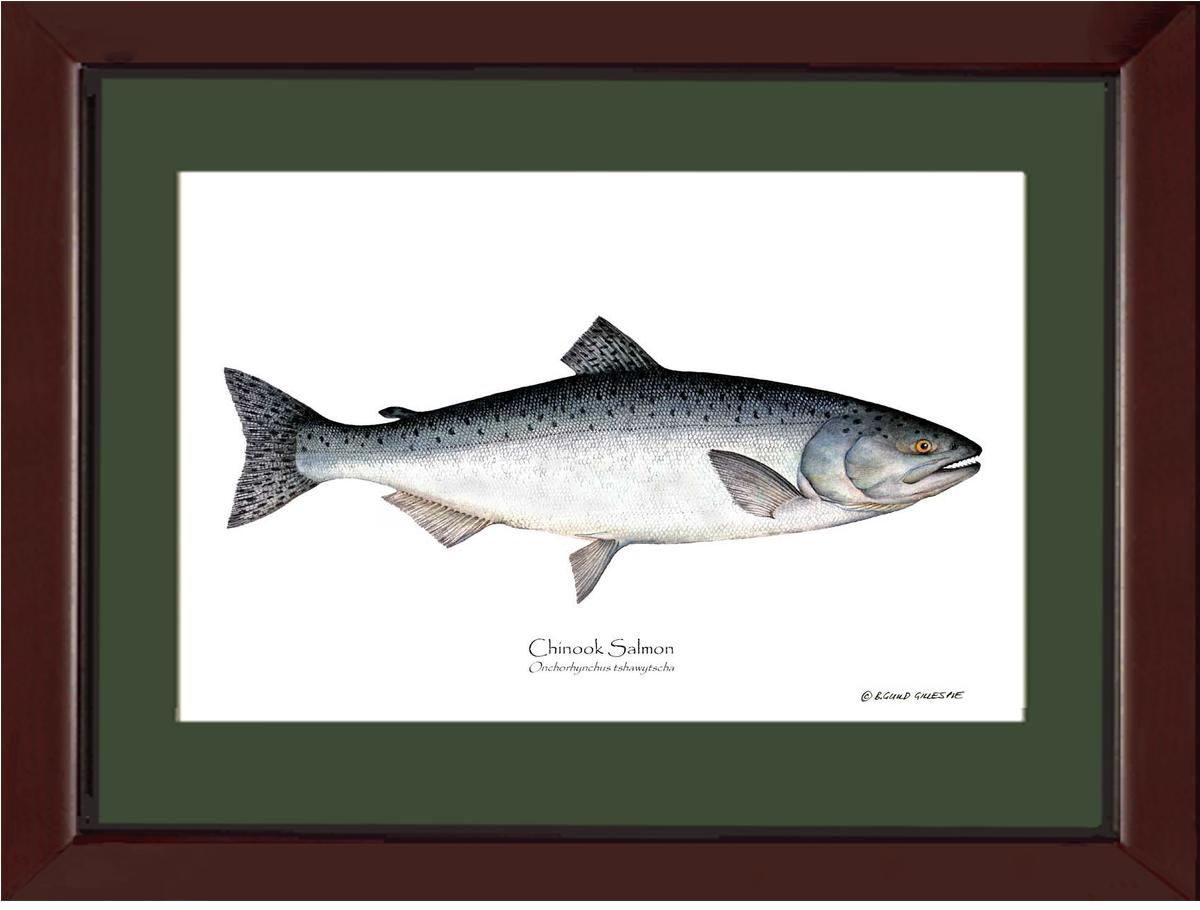 Chinook Salmon Onchorhynchus tshawytscha | Wall Art Fish Print