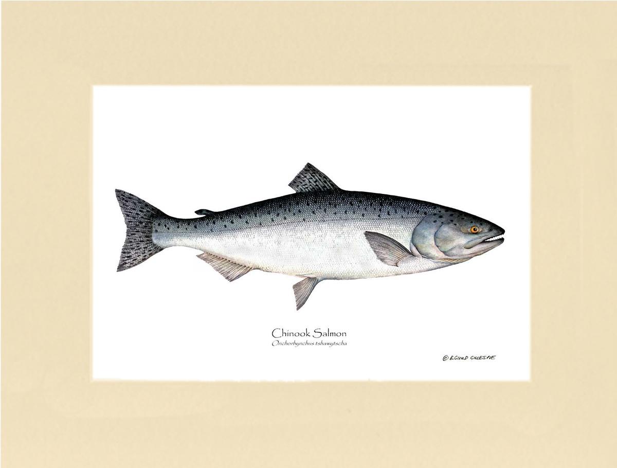 Chinook Salmon Onchorhynchus tshawytscha | Wall Art Fish Print