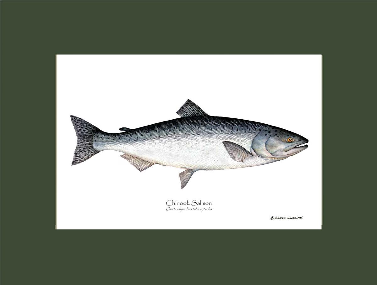 Chinook Salmon Onchorhynchus tshawytscha | Wall Art Fish Print