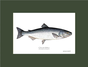 Chinook Salmon Onchorhynchus tshawytscha