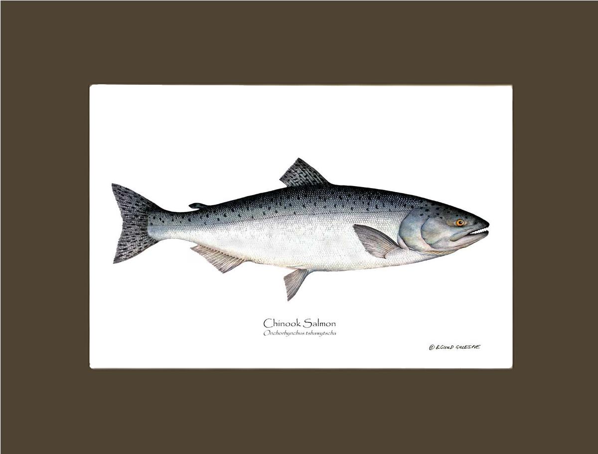 Chinook Salmon Onchorhynchus tshawytscha | Wall Art Fish Print