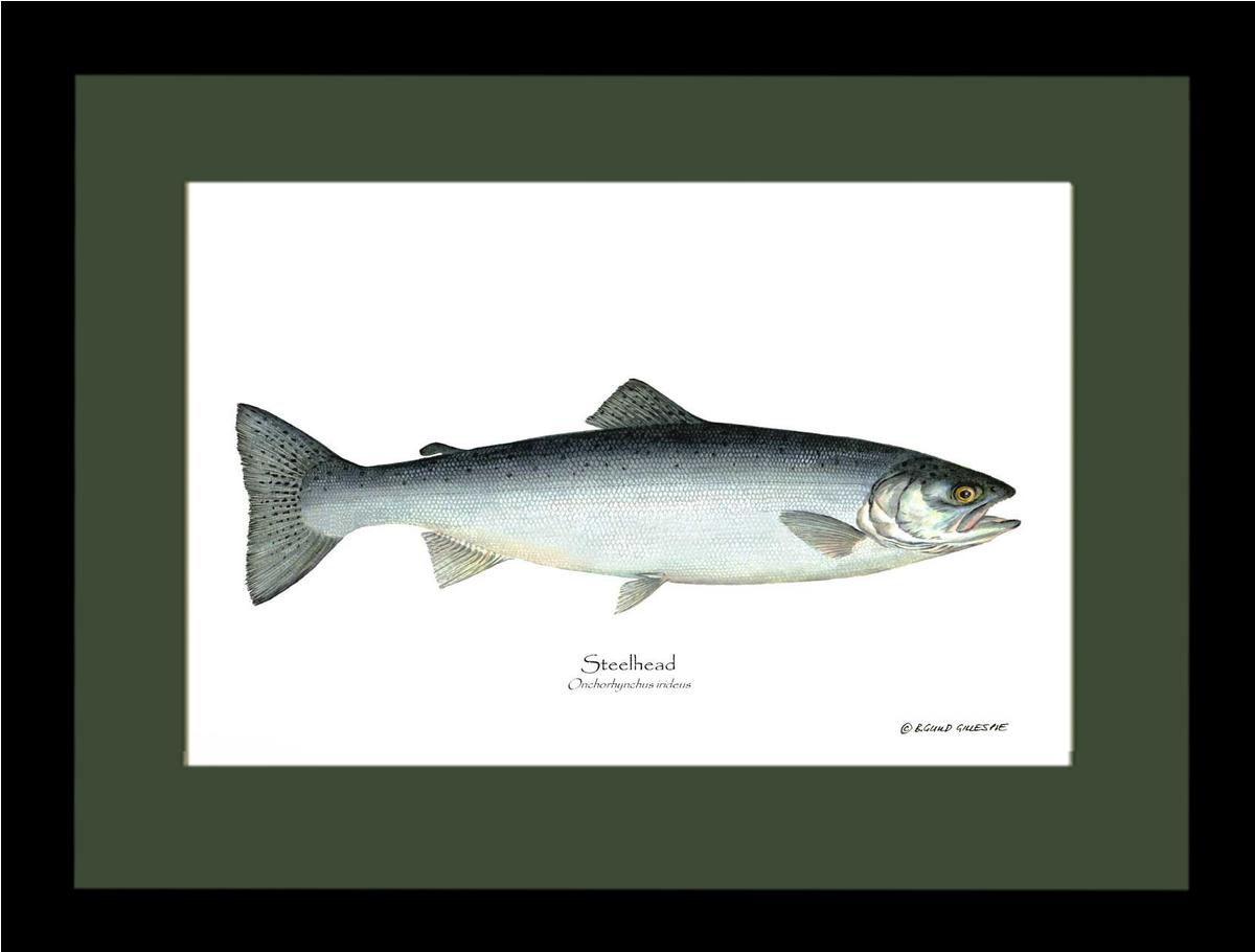 Steelhead Trout Onchorhynchus irideus | Wall Art Fish Print
