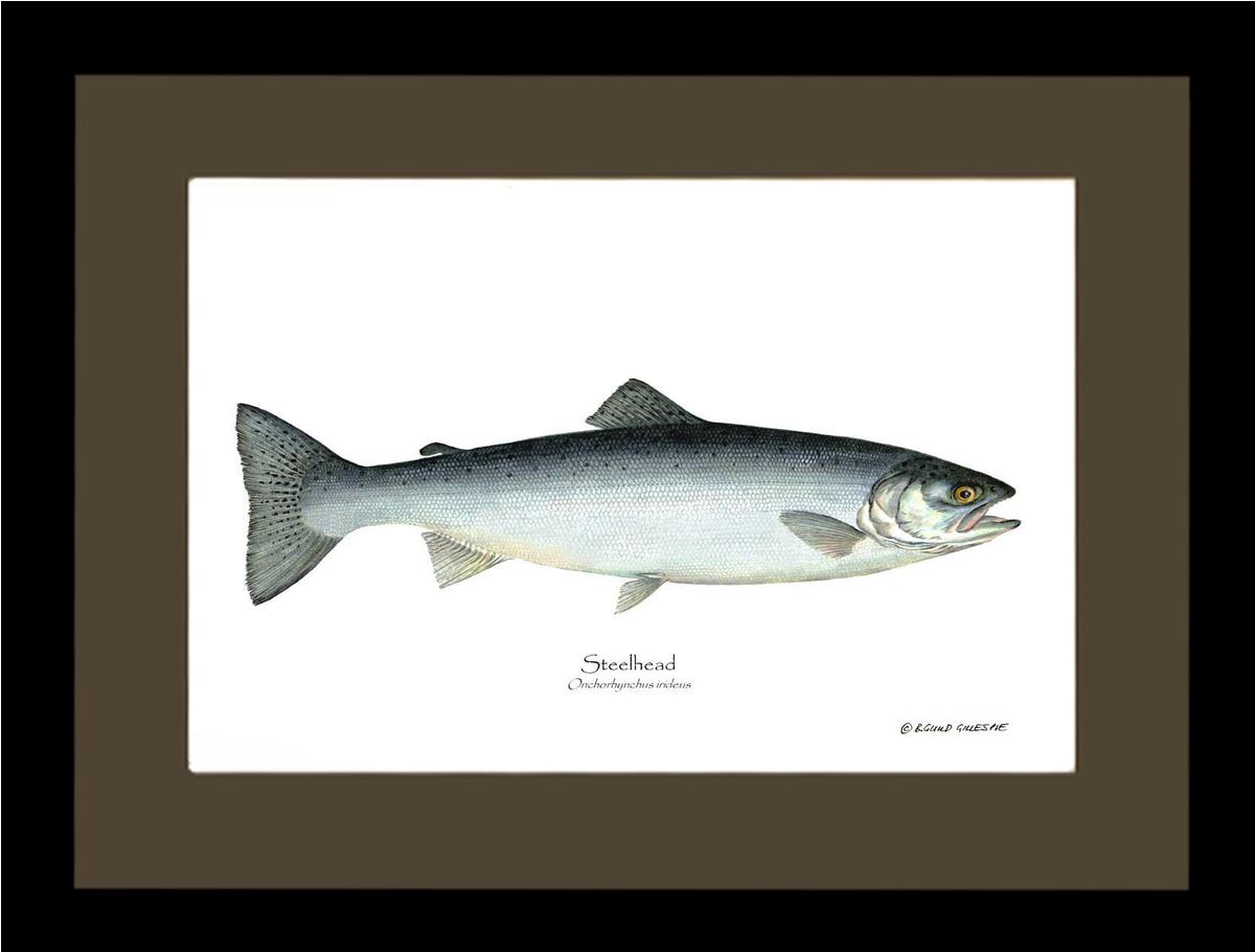 Steelhead Trout Onchorhynchus irideus | Wall Art Fish Print