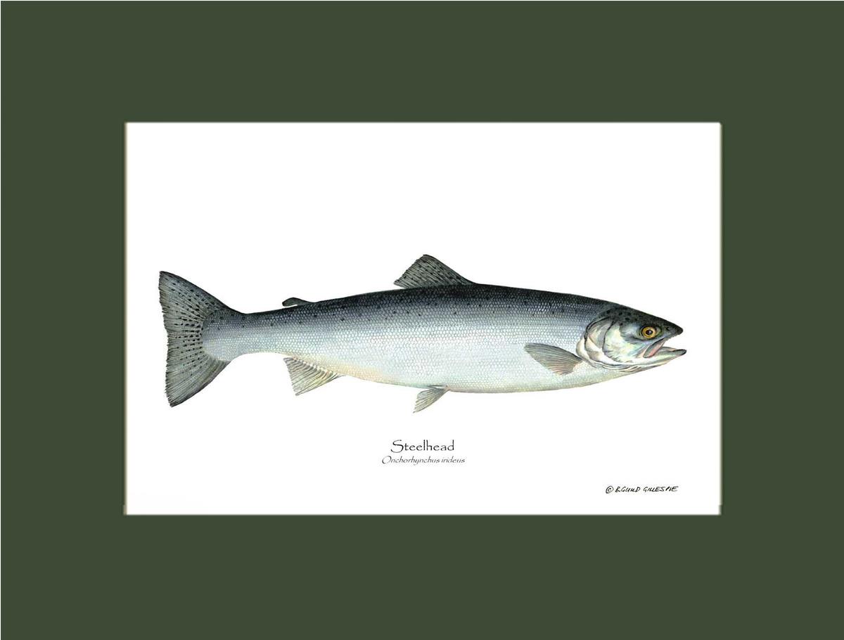Steelhead Trout Onchorhynchus irideus | Wall Art Fish Print