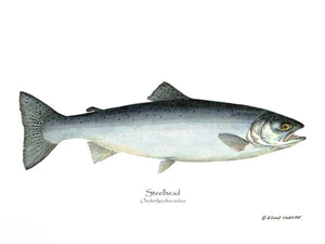 Fish Print: Steelhead Trout Onchorhynchus irideus