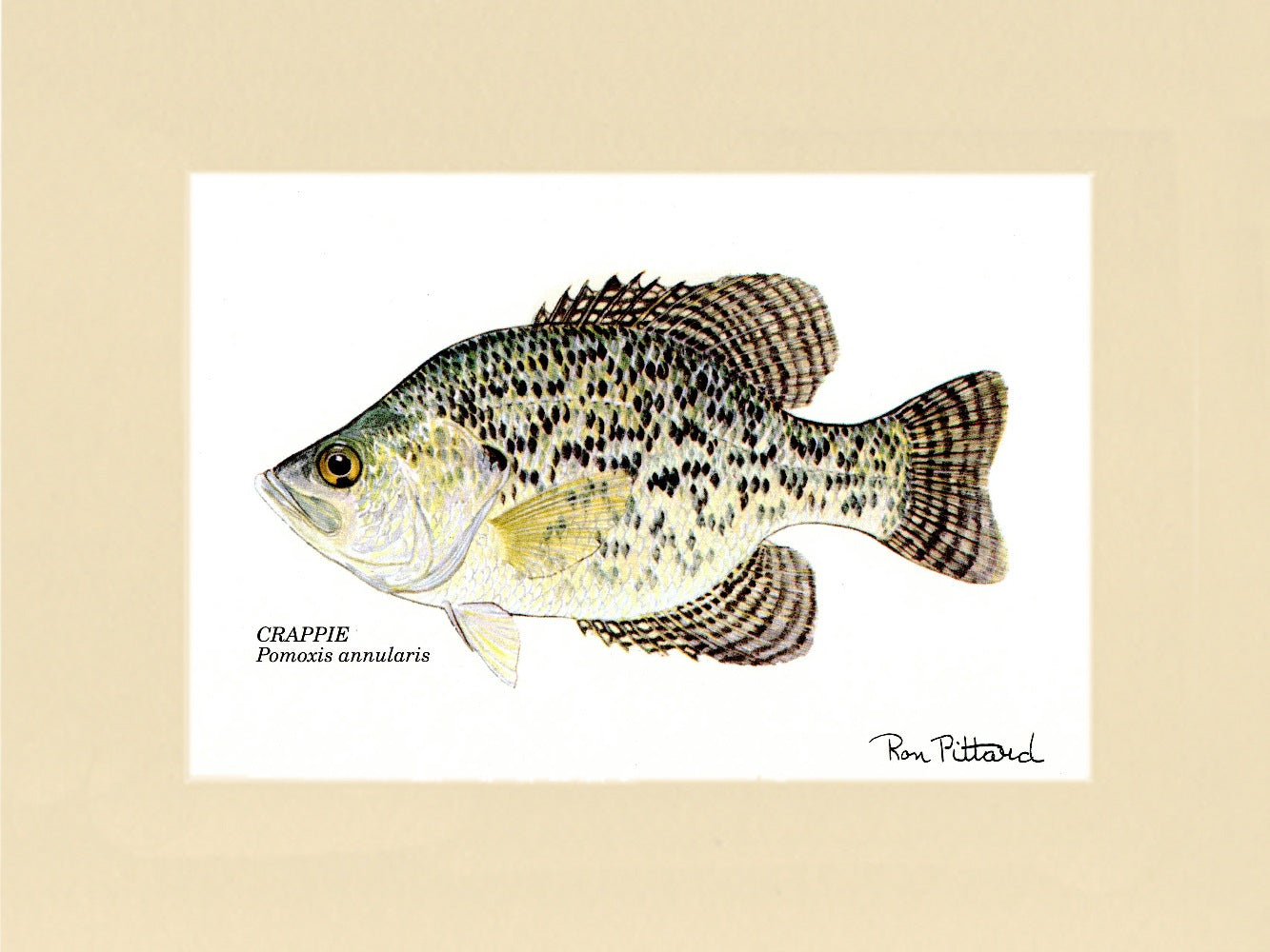 Crappie - Charting Nature