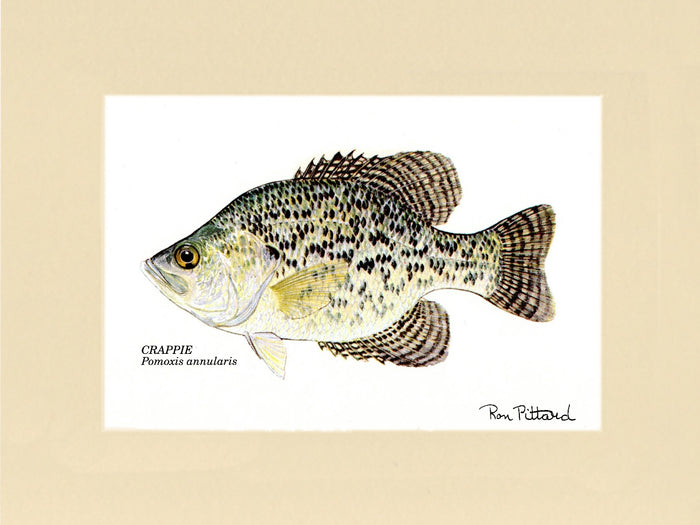 Crappie
