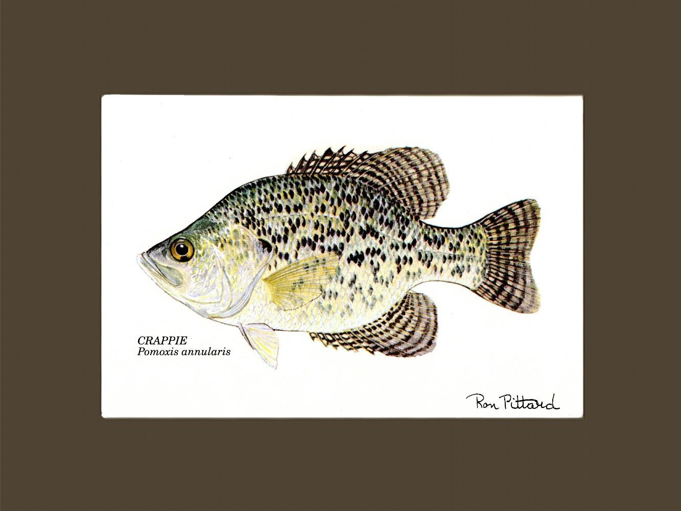 Crappie Fish Art Print - Ron Pittard – Charting Nature