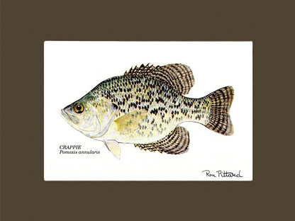 Crappie - Charting Nature