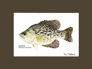 Crappie - Charting Nature