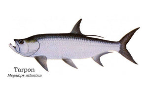 Tarpon Megalops atlantica