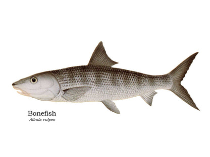 Grand Slam  | Fish Note Card Set