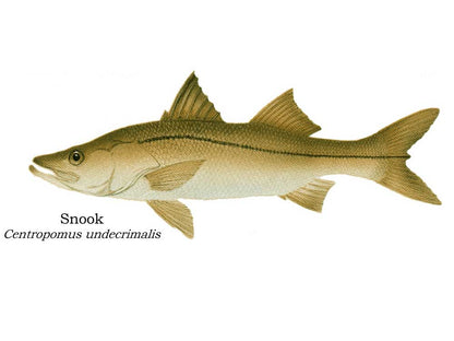 Grand Slam  | Fish Note Card Set