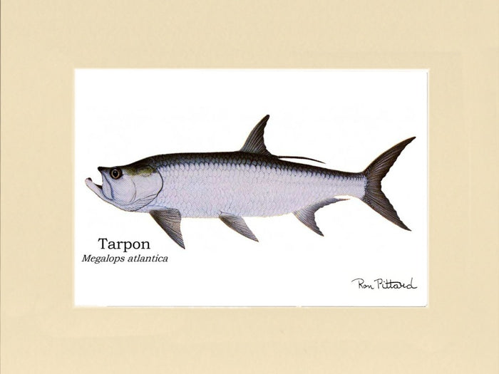 Tarpon