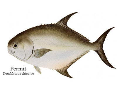 Grand Slam  | Fish Note Card Set