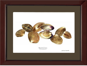 Clams, Manila