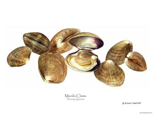 Shellfish Print: Clams, Manila