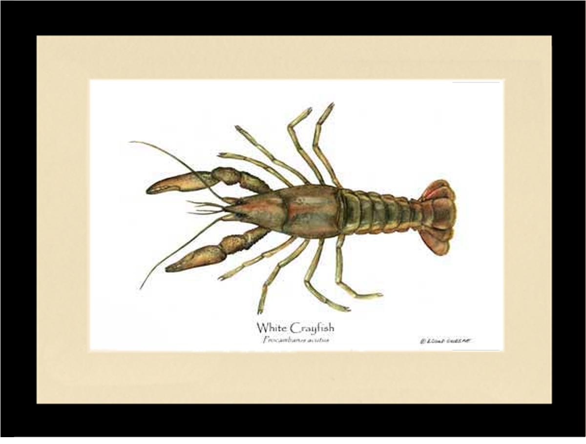 Crayfish, White | Wall Art Shellfish Print