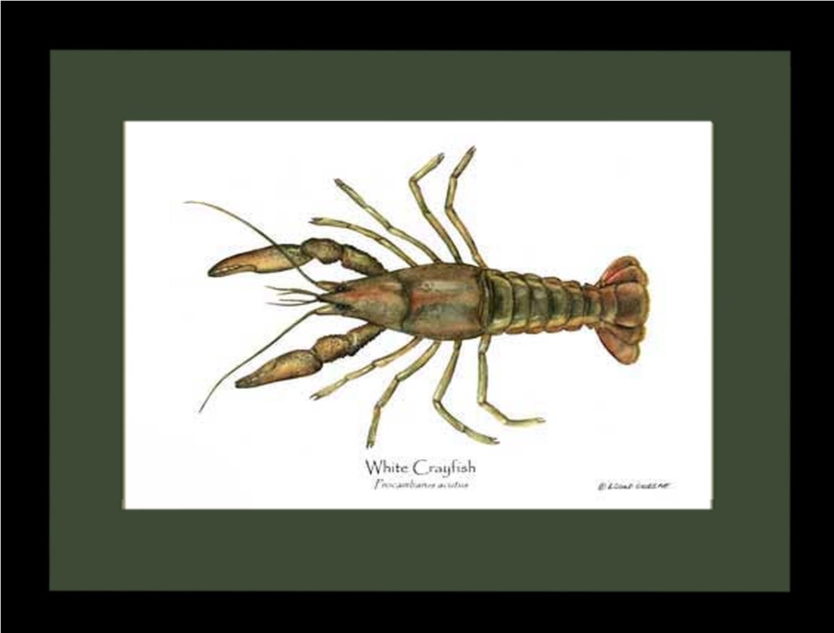 Crayfish, White | Wall Art Shellfish Print