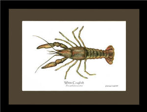 Crayfish, White