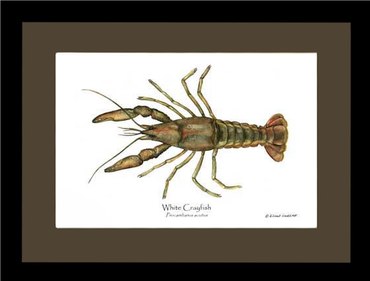 Crayfish, White | Wall Art Shellfish Print