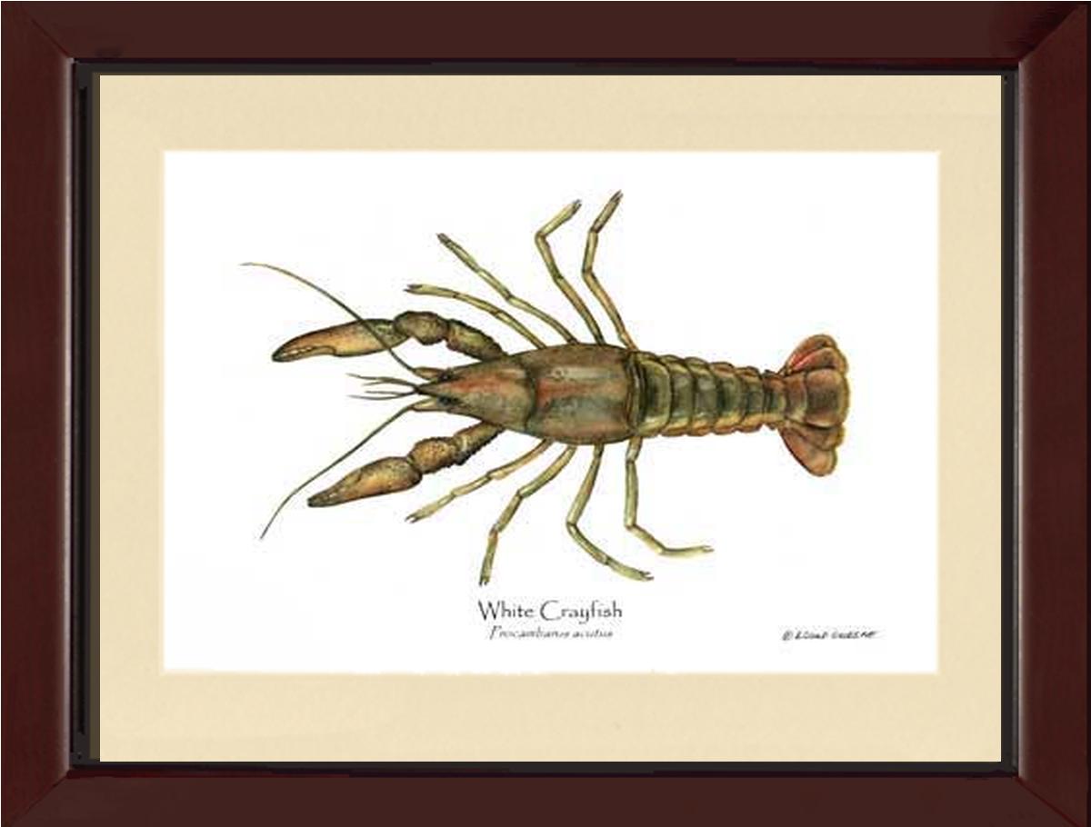 Crayfish, White | Wall Art Shellfish Print