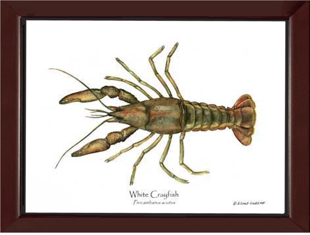 Crayfish, White | Wall Art Shellfish Print