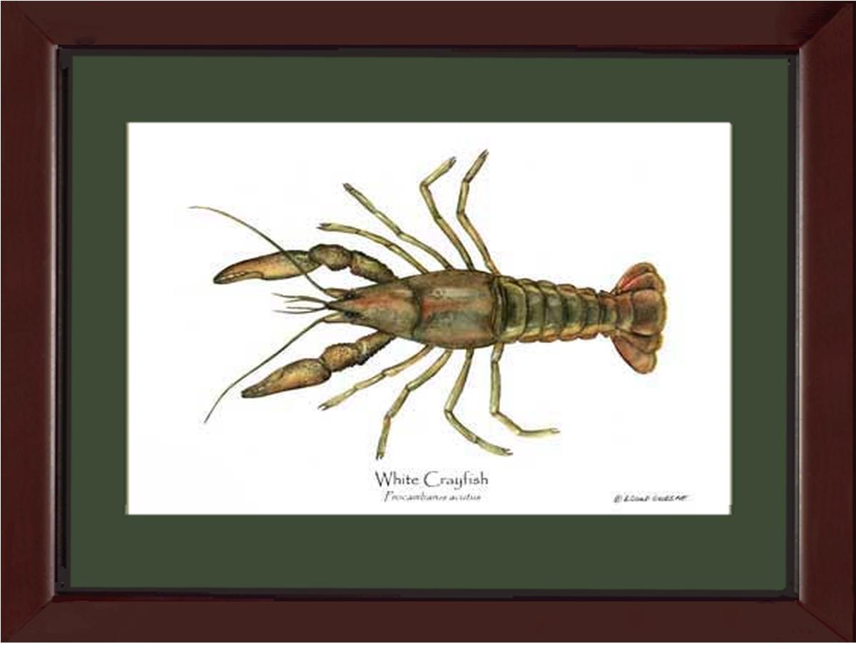 Crayfish, White | Wall Art Shellfish Print