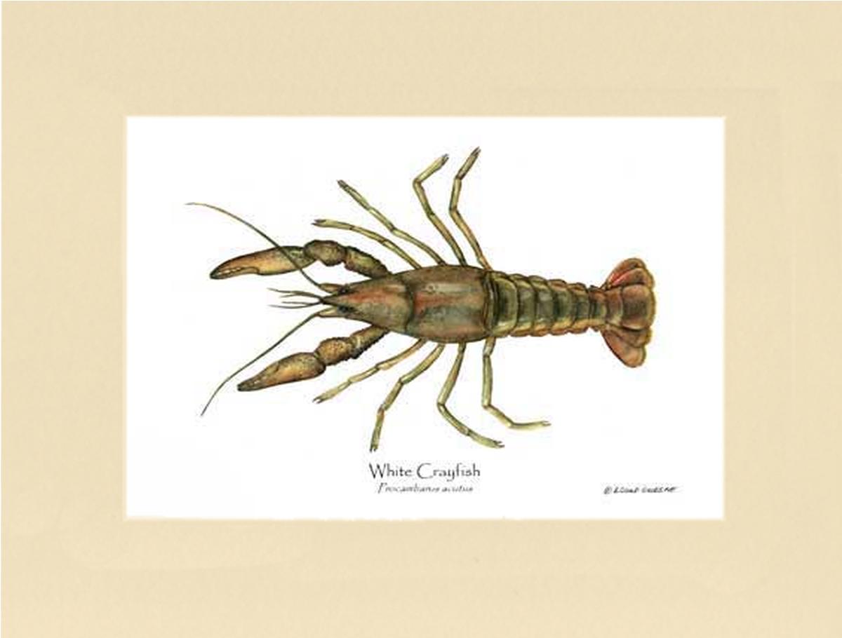 Crayfish, White | Wall Art Shellfish Print