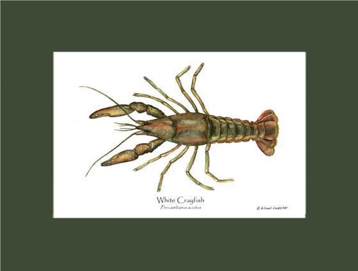 Crayfish, White | Wall Art Shellfish Print