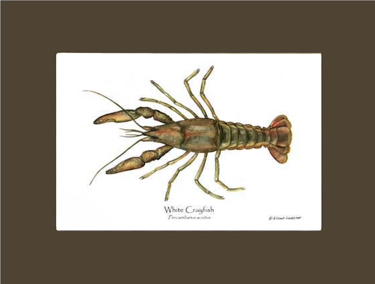 Crayfish, White | Wall Art Shellfish Print