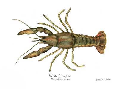 Crayfish, White | Wall Art Shellfish Print