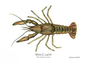 Shellfish Print: Crayfish, White