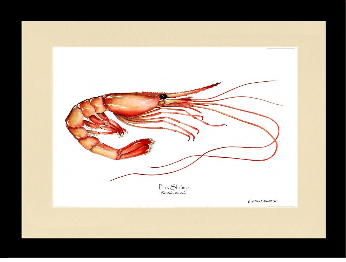 Shrimp, Pink | Wall Art Shellfish Print