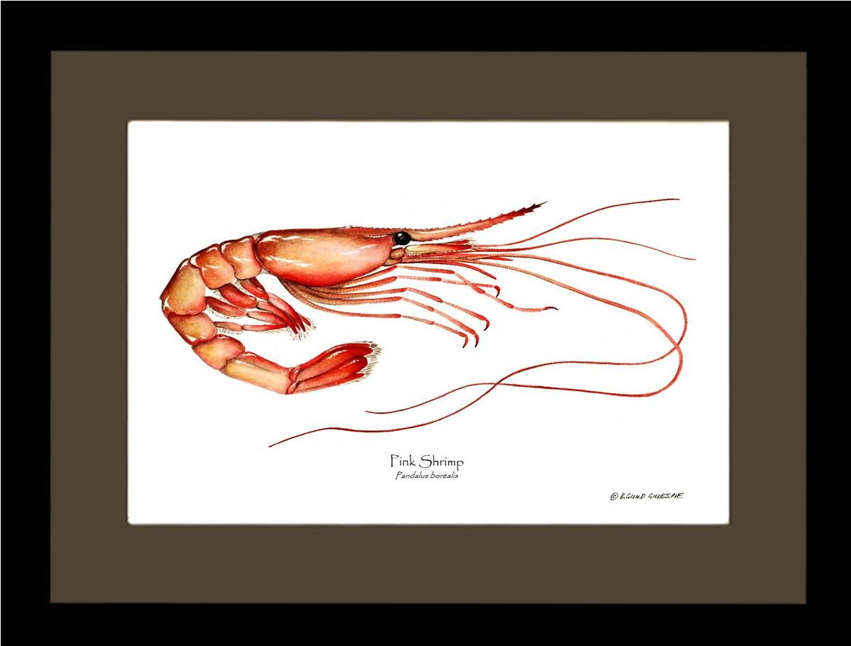 Shrimp, Pink | Wall Art Shellfish Print