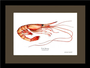 Shellfish Print: Shrimp, Pink