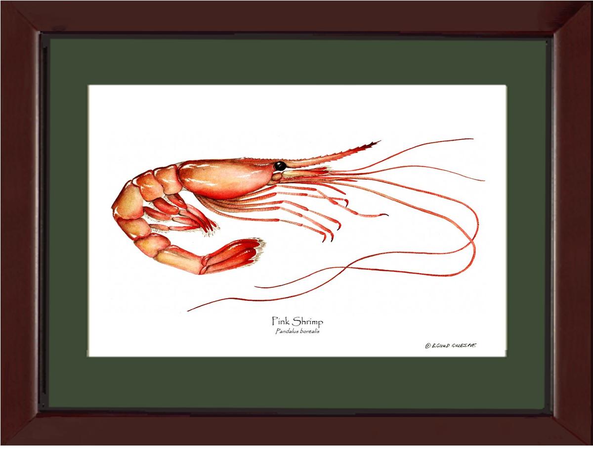 Shrimp, Pink | Wall Art Shellfish Print