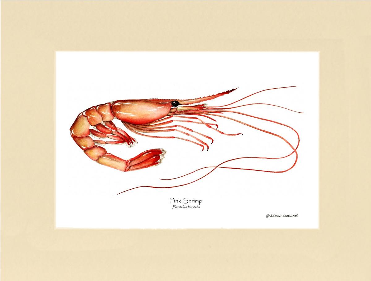 Shrimp, Pink | Wall Art Shellfish Print